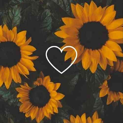 با صدای زن گلم گلم گل بی خارم ز دوریت زار و بیمارم